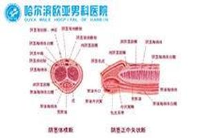 绥化滨男科问欧亞8s(绥化市男科医院在线医生)